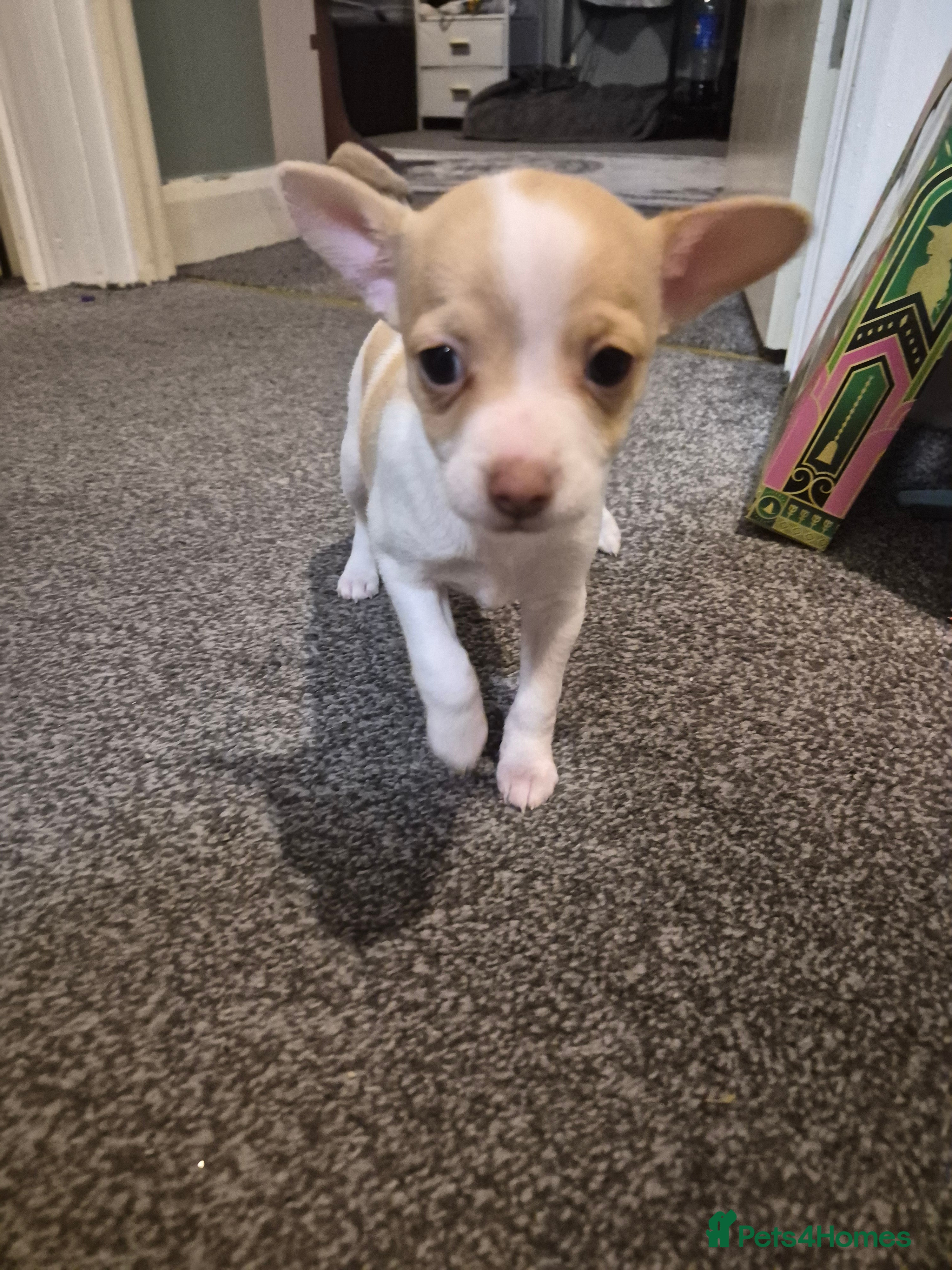 Chihuahua dogs 2 beautiful girl chihuahuas  - Advert 6