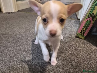 Chihuahua dogs 2 beautiful girl chihuahuas - Advert 6