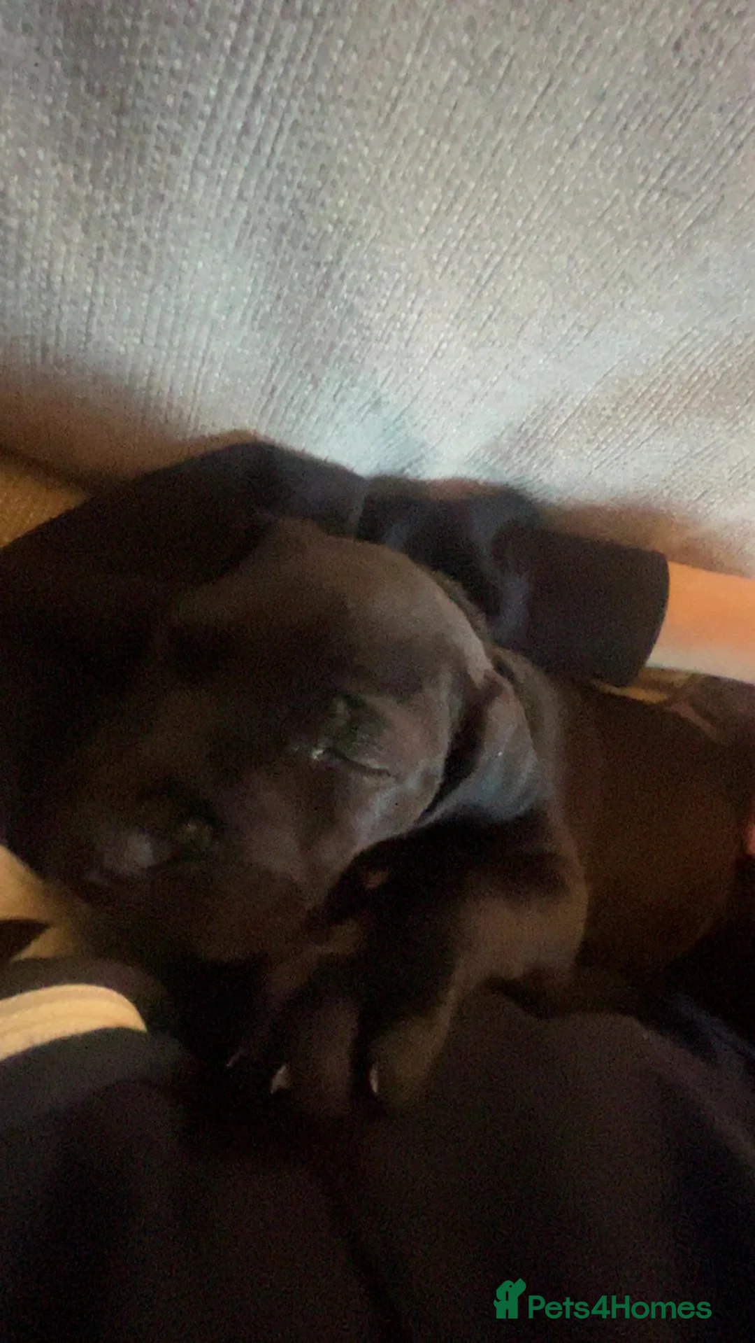 Mixed Breed dogs for sale: 9 week old pup in Plymouth - Advert 4