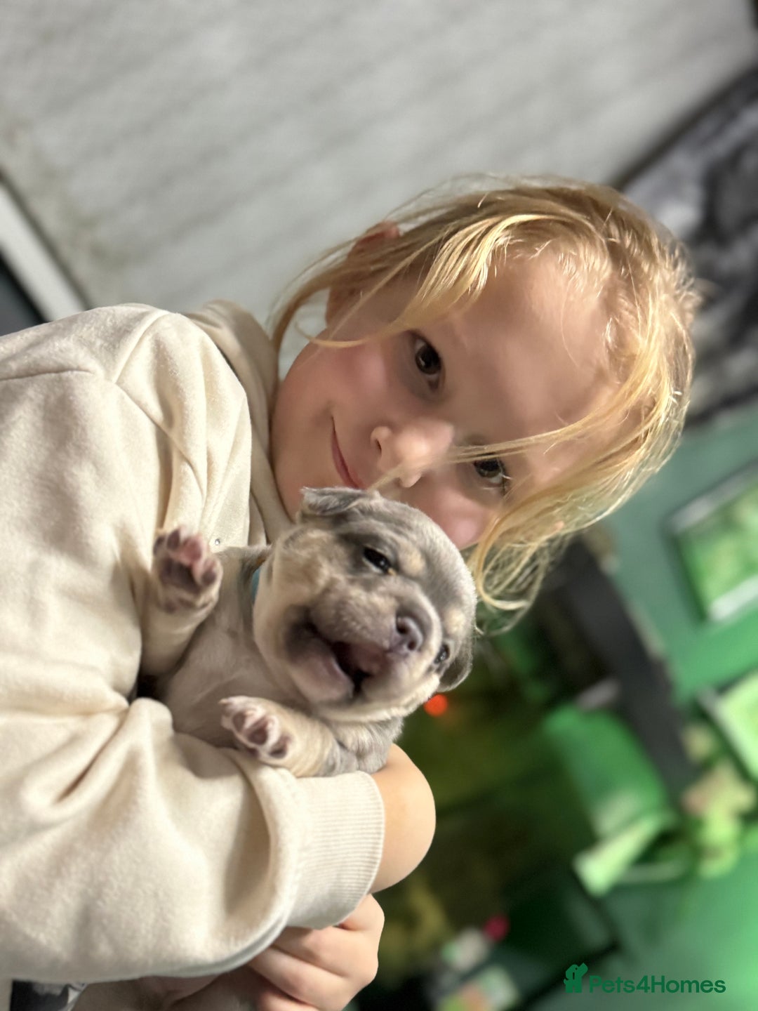 Mixed Breed dogs for sale: Frenchie cross puppy’s (80% frenchie) - Advert 22