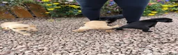 Labrador Retriever dogs for sale: Labrador pups  in Inverurie - Advert 10