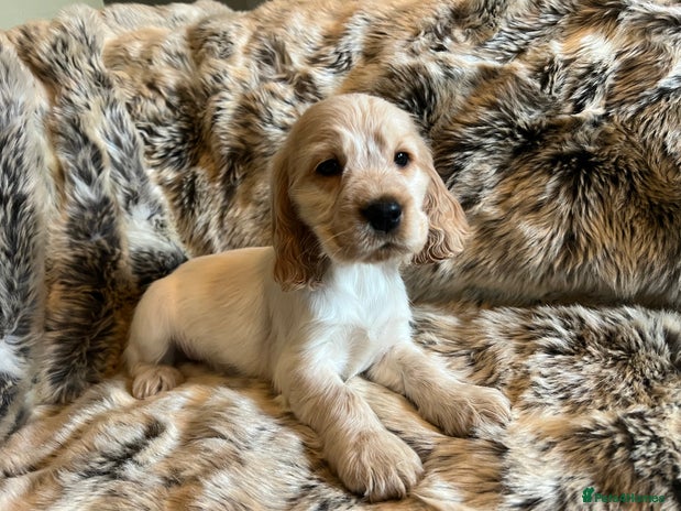 Cocker Spaniel dogs KC SHOW COCKERS - EXTENSIVE HEALTH TEST PARENTS - Advert 4