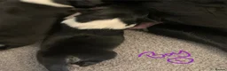 Border Collie dogs for sale: Pure border collie pups - Advert 37