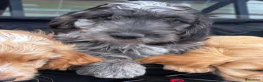 Cockapoo 5