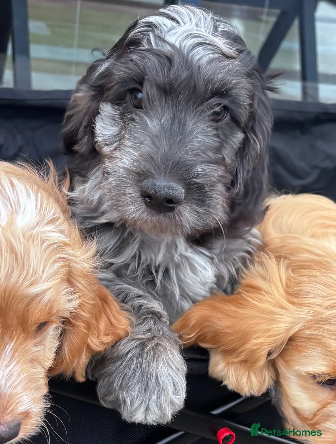 Cockapoo dogs for sale: F1 cockapoo red  - Advert 2