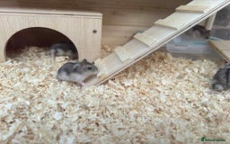 Hamster rodents for sale: Dwarf Hamster - Image 8