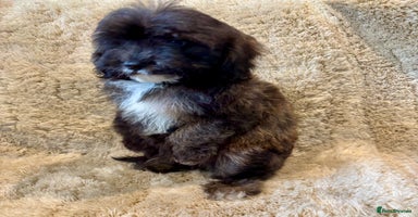 Cavapoo dogs - Advert 10