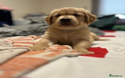 Golden Retriever dogs for sale: 6 Beautiful Golden Retrievers 1 boy Available  - Image 27