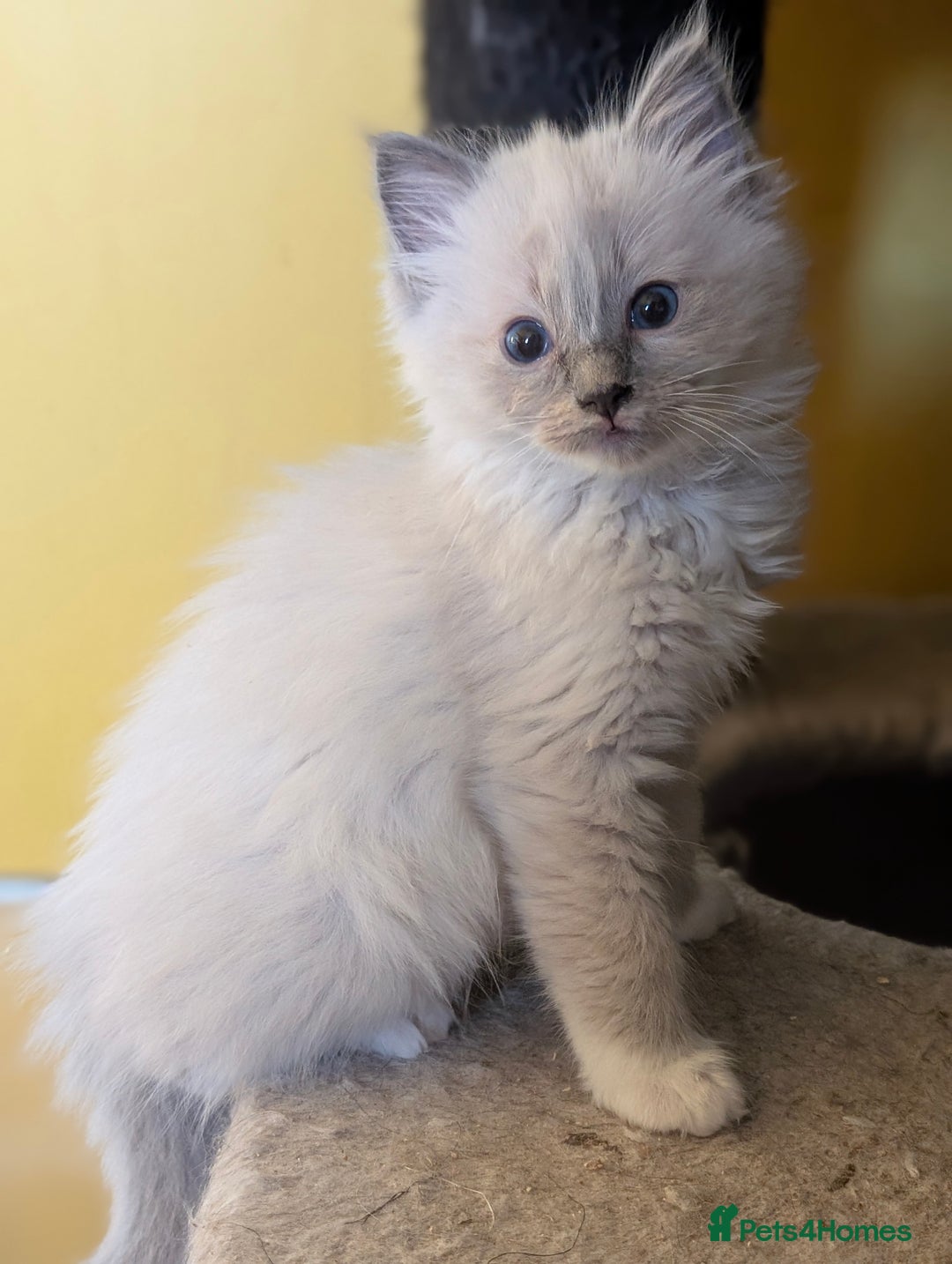 Ragdoll cats for sale: Gorgeous Ragdoll Kittens  - Advert 17