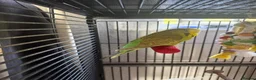 Cockatiels birds for sale: Male cockatiel and budgie with setup - Advert 2