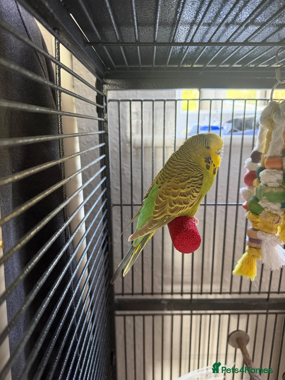Cockatiels birds for sale: Male cockatiel and budgie with setup - Advert 2