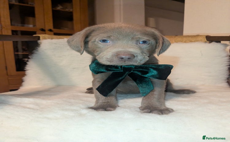 Labrador Retriever dogs Stunning Labrador Puppies from DNA Clear, 0/0 Mum - Advert 1