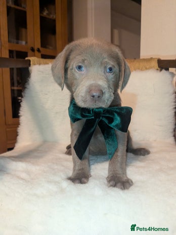 Labrador Retriever dogs Stunning Labrador Puppies from DNA Clear, 0/0 Mum - Advert 1