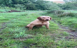 Hungarian Vizsla dogs for sale: Stunning vizsla - Advert 2