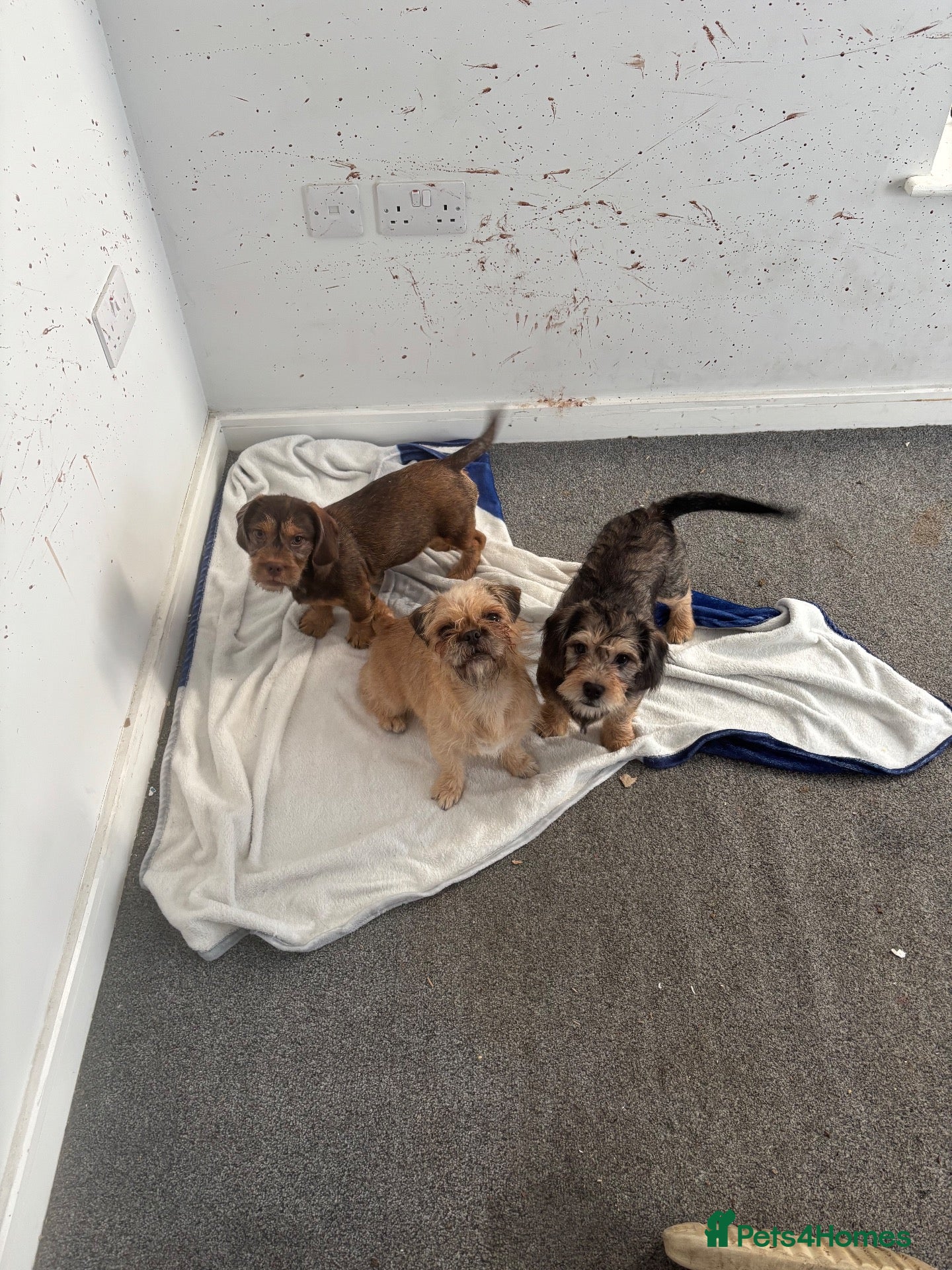 Mixed Breed dogs for sale: Cute pups only 2 boys left now final reduction - Advert 2