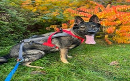 German Shepherd dogs for sale: Stunning German Shepard Litter On Their Way - Image 8
