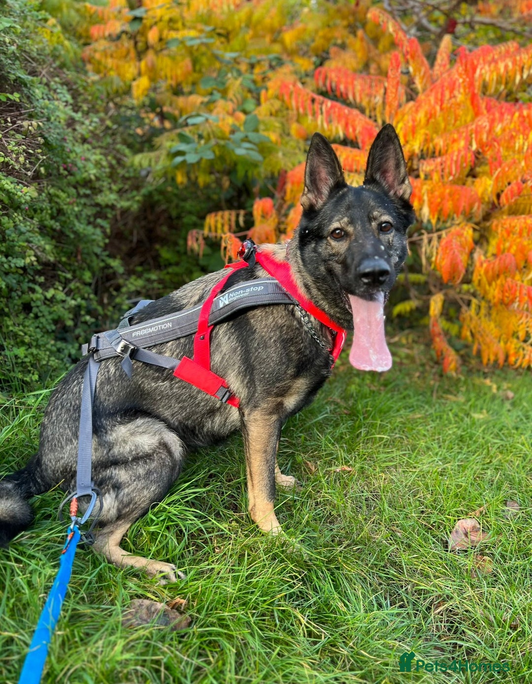 German Shepherd dogs for sale: Stunning German Shepard Litter On Their Way - Image 8