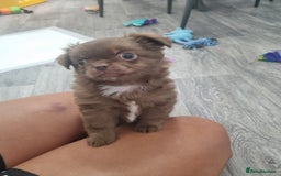 Chihuahua dogs for sale: Stunning Russian lines, Long haired Chihuahuas  - Image 3
