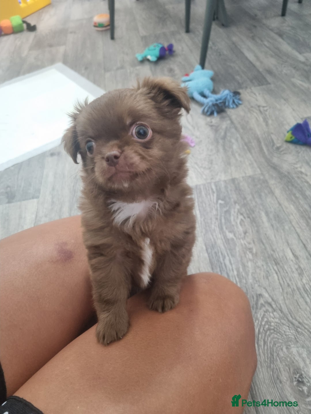 Chihuahua dogs for sale: Stunning Russian lines, Long haired Chihuahuas  - Image 3