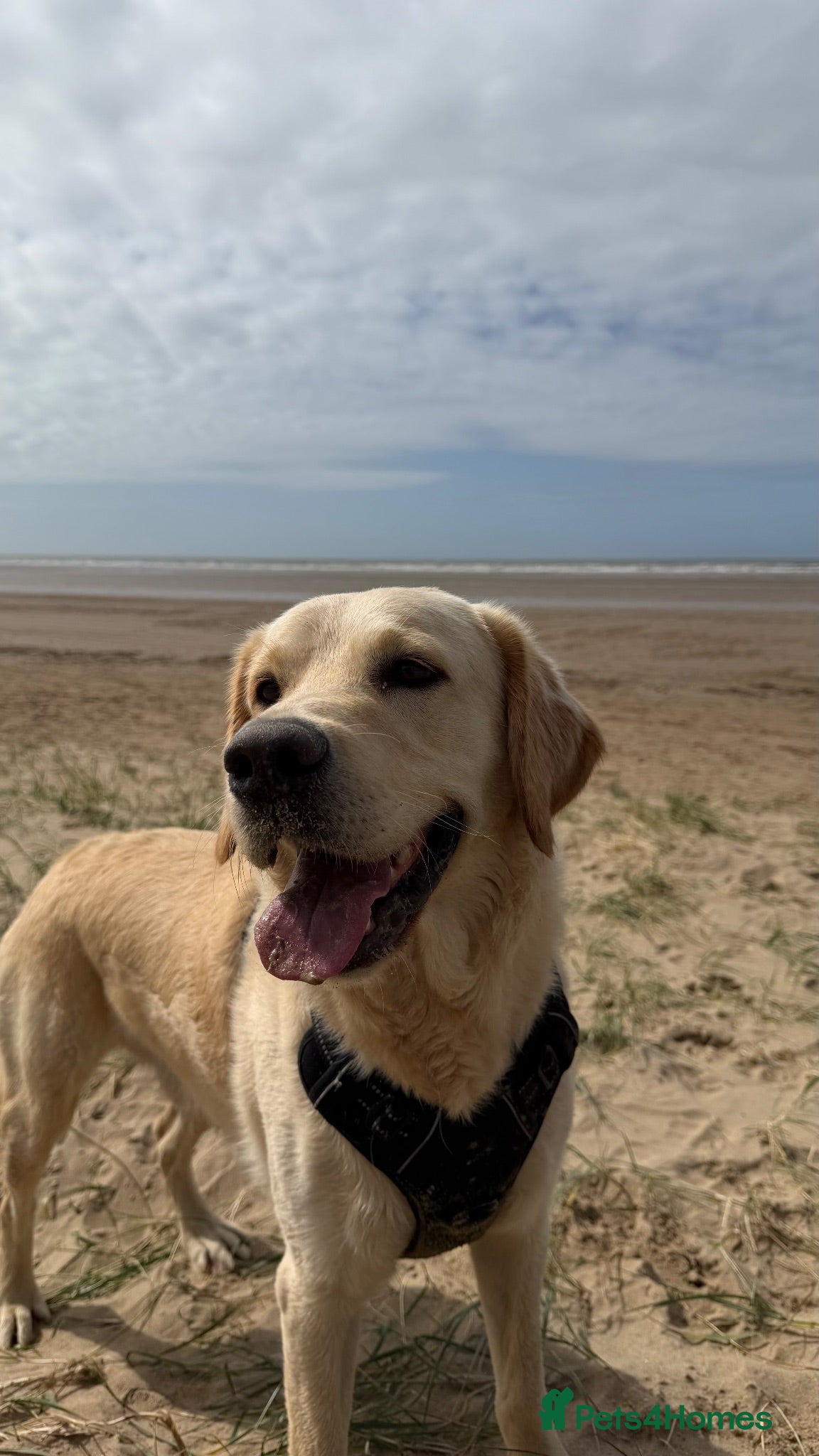 Goldador dogs 4-Year-Old Friendly Family Dog - Advert 4