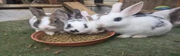 Mixed Breed rabbits for sale: 2 male rabbits for sale - Advert 6