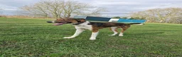 Mixed Breed dogs for sale: Loki – 18-Month-Old Saluki Cross Male Family Dog - Advert 2