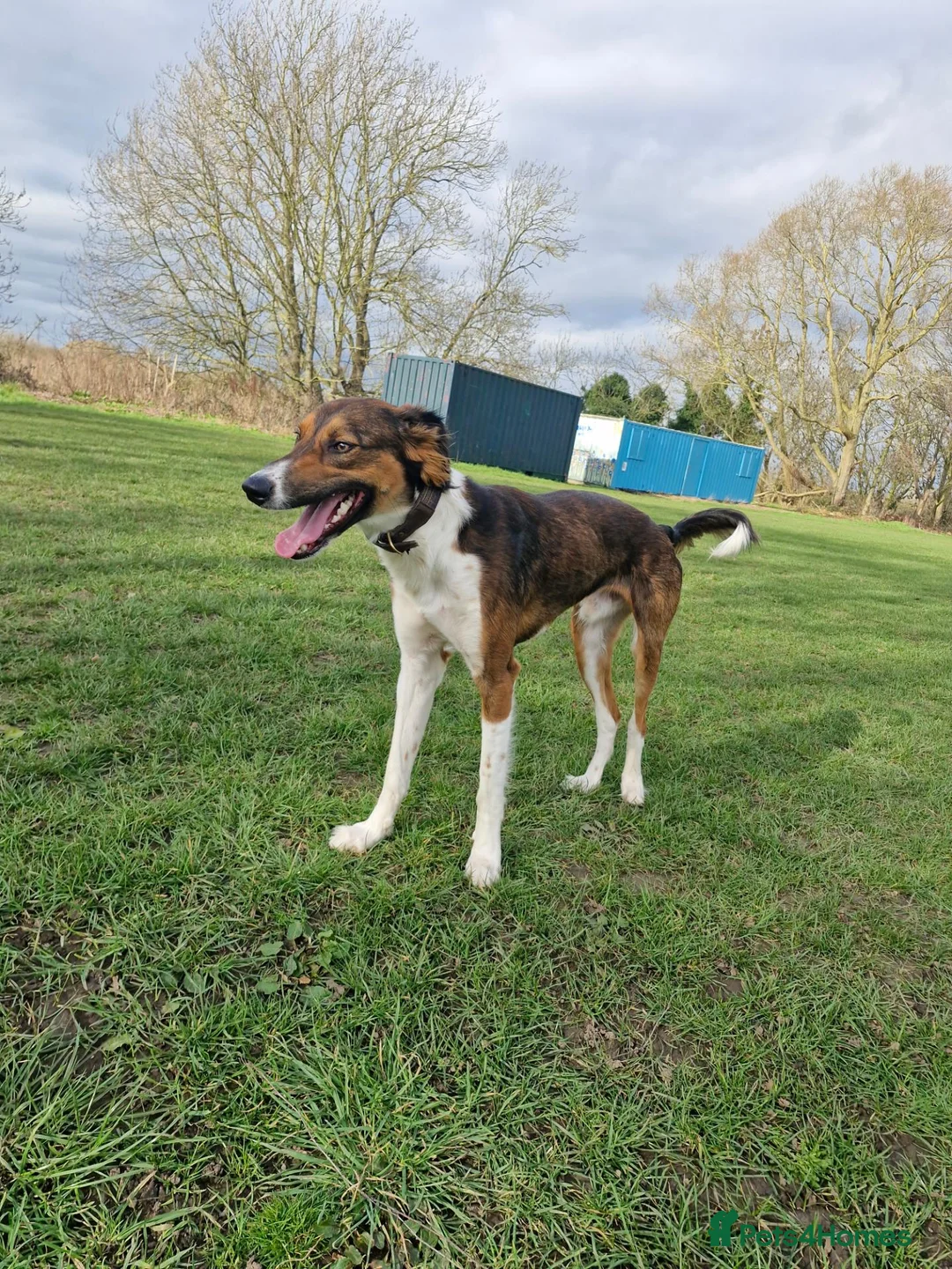 Mixed Breed dogs for sale: Loki – 18-Month-Old Saluki Cross Male Family Dog - Advert 2