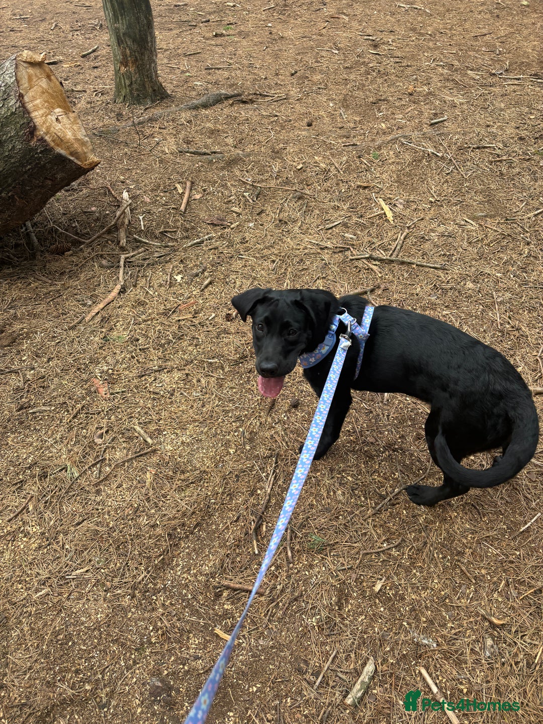 Labrador Retriever dogs for sale: 9 month old female Labrador  - Advert 4