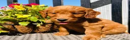 Mini Goldendoodle dogs for sale: 🧡❤️ GORGEOUS MINI GOLDENDOODLE PUPPIES ❤️🧡 - Advert 12