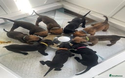 Cane Corso dogs for sale: Gorgeous cane corso - Image 12