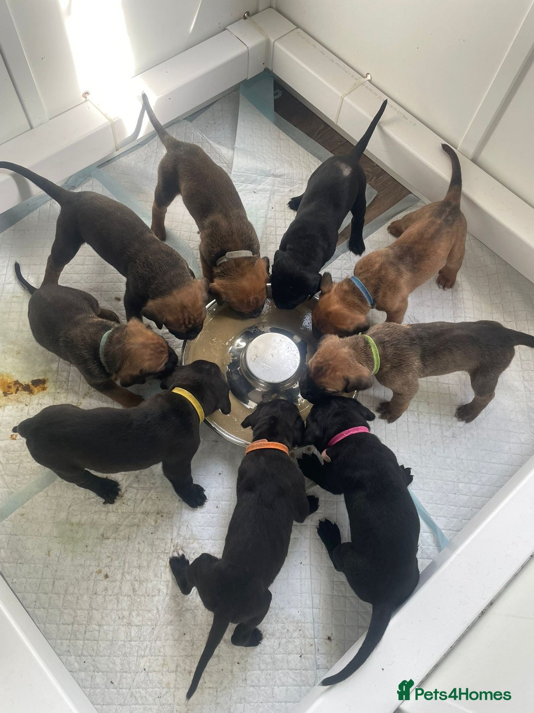Cane Corso dogs for sale: Gorgeous cane corso - Image 12