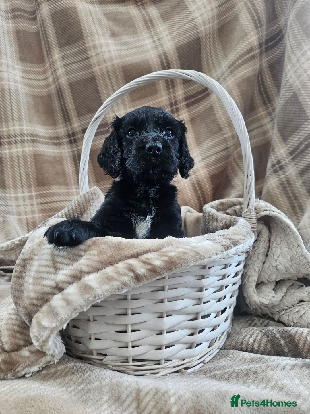Cocker Spaniel dogs for sale: KC Registered Working Cocker Spaniel Pups - Image 3