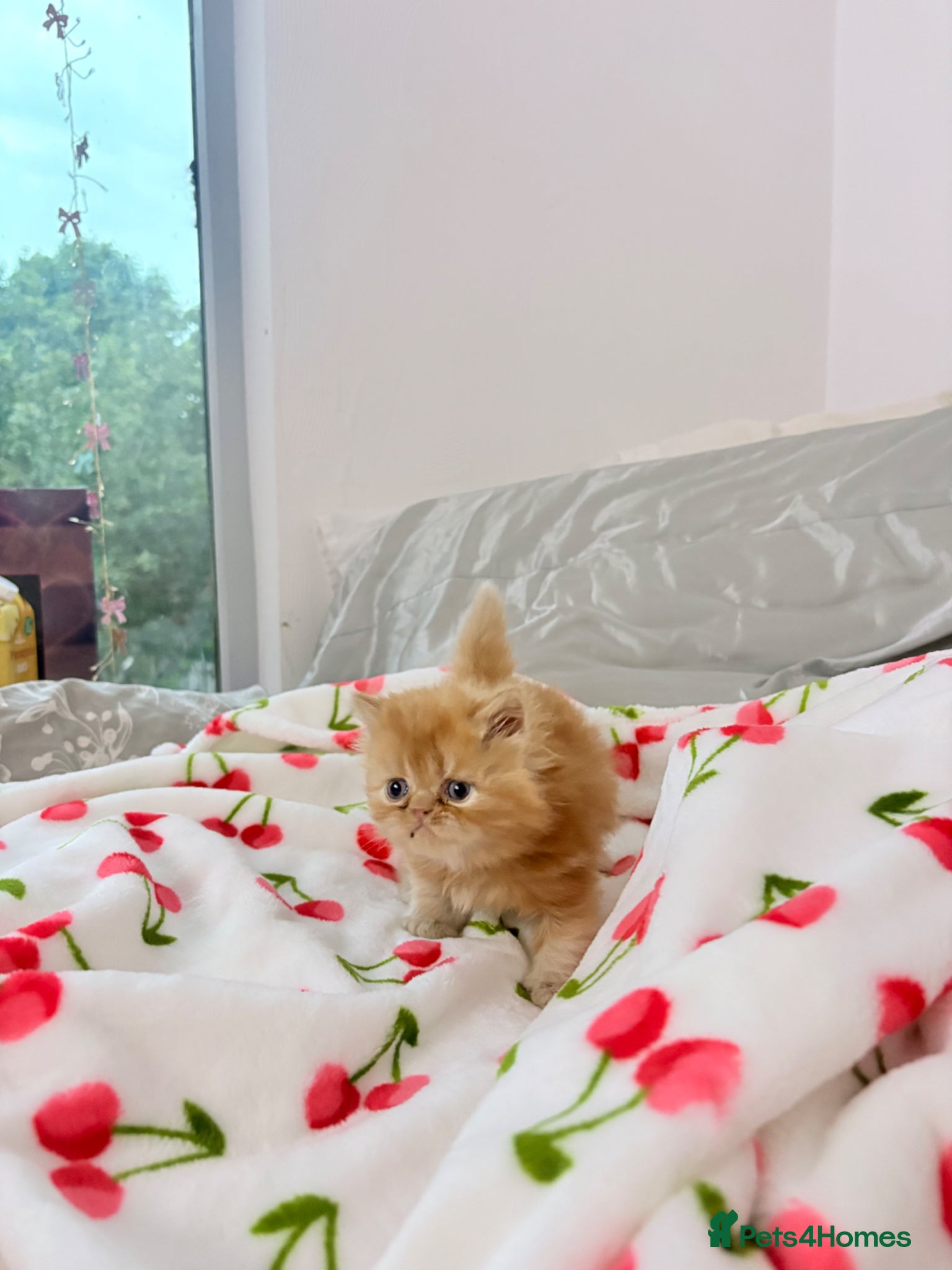 Persian cats Beautiful Persian/ Exotic kittens 🩵🩷 - Advert 1