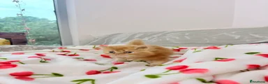Persian Kitten 1
