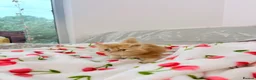 Persian cats for sale: Beautiful Persian/ Exotic kittens 🩵🩷 - Advert 2