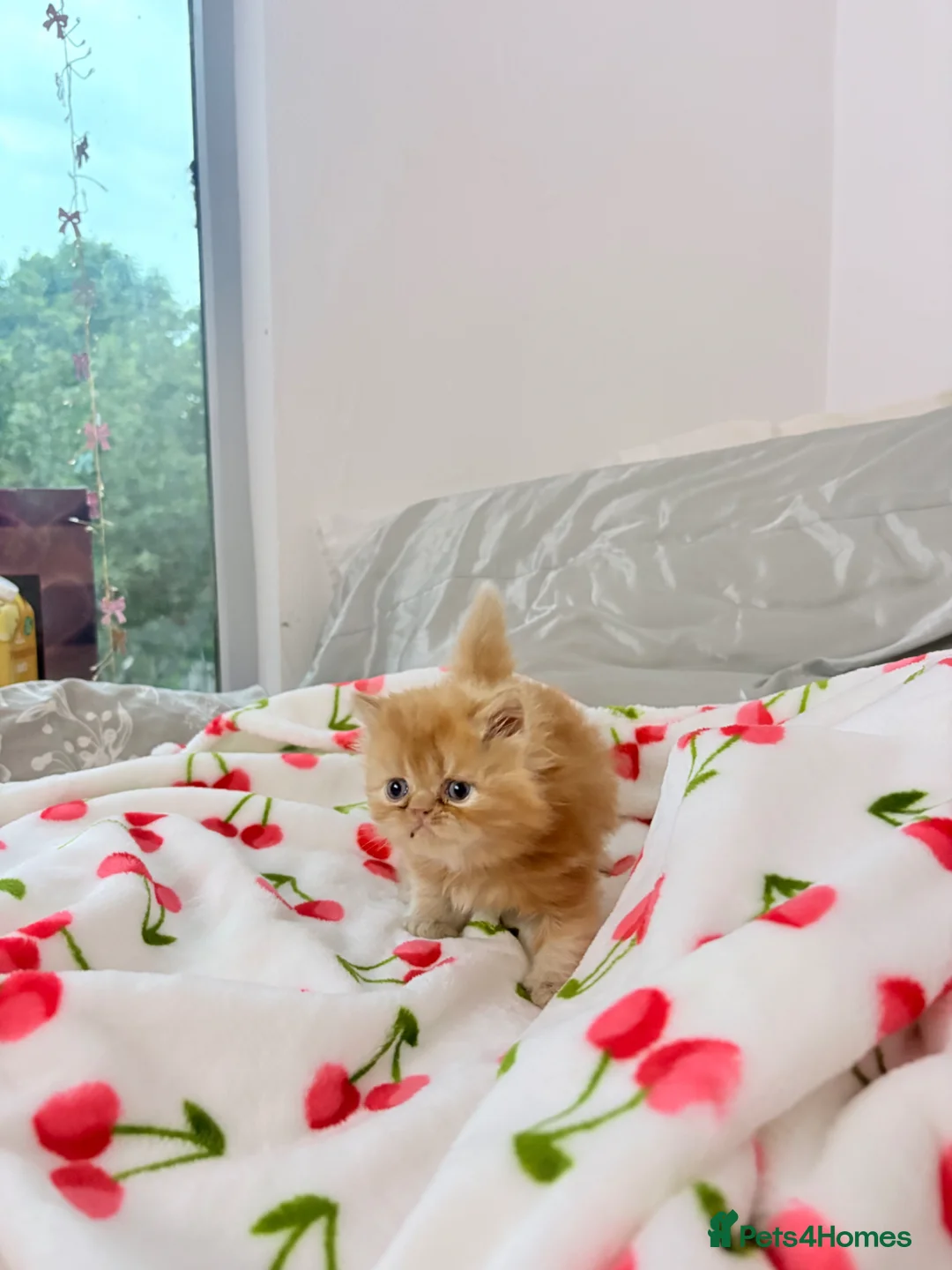 Persian cats for sale: Beautiful Persian/ Exotic kittens 🩵🩷 - Advert 2