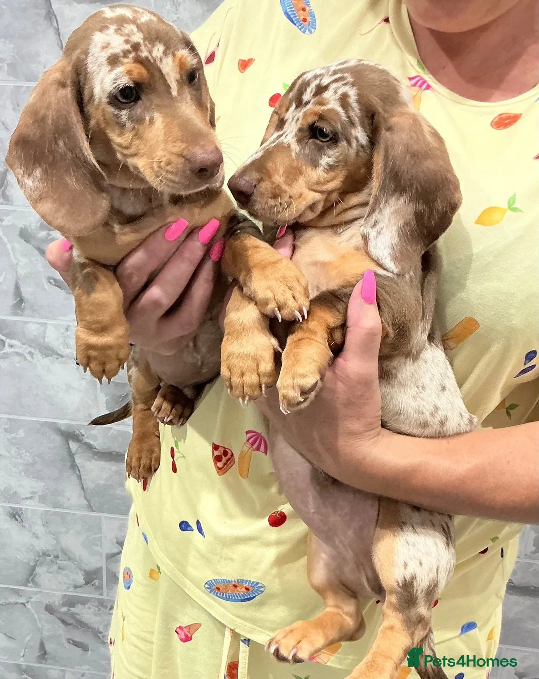 Dachshund dogs for sale: Miniature dachshunds in Grays - Advert 2
