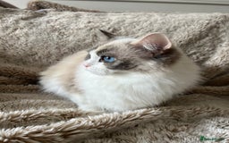 Ragdoll cats for sale: GCCF Registered Female Adult Ragdoll - Spayed - Image 2