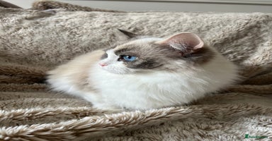 Ragdoll cats - Advert 7