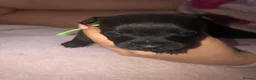 Patterdale Terrier dogs for sale: Patterdale puppies in Bishop Auckland - Advert 9