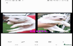 Bichon Frise dogs for stud: KC REGISTERED PROVEN STUD BEST BY FAR OVER 200 pu in Harlow - Image 11