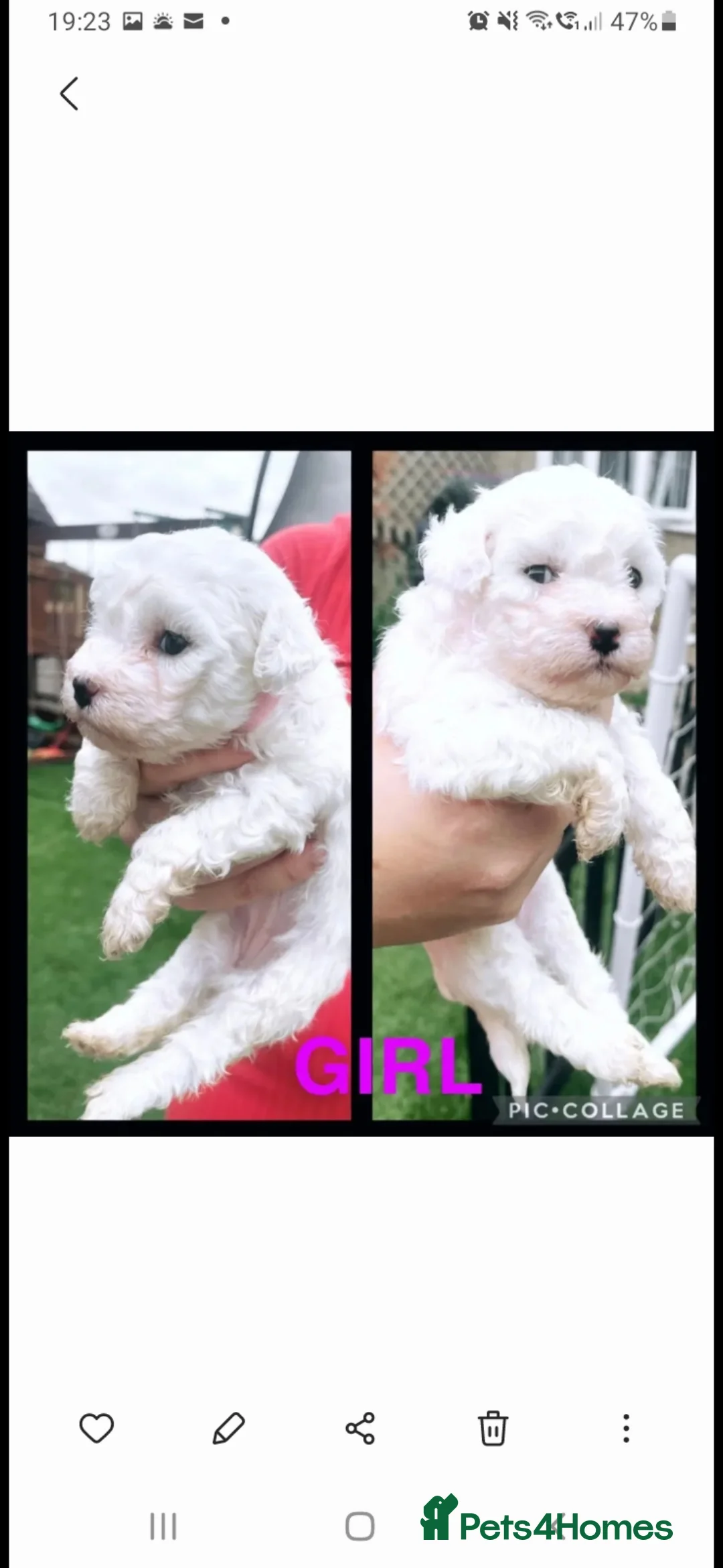 Bichon Frise dogs for stud: KC REGISTERED PROVEN STUD BEST BY FAR OVER 200 pu in Harlow - Advert 11