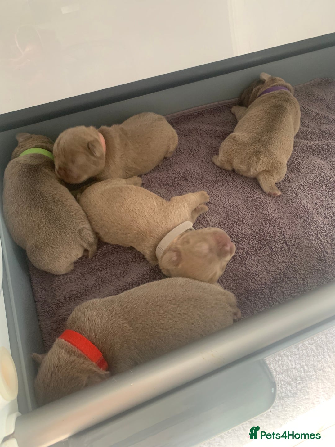 French Bulldog dogs for sale: 5 French bull dogs puppies  - Image 7