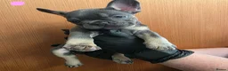 French Bulldog dogs for sale: Pedigree french bulldogs - Advert 9