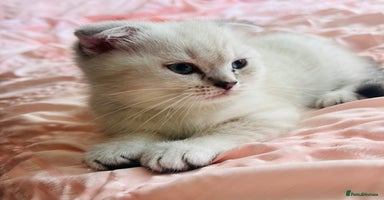 Scottish Fold cats - Advert 15