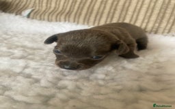 Mixed Breed dogs for sale: Tiny chiweenie puppy’s  - Image 16