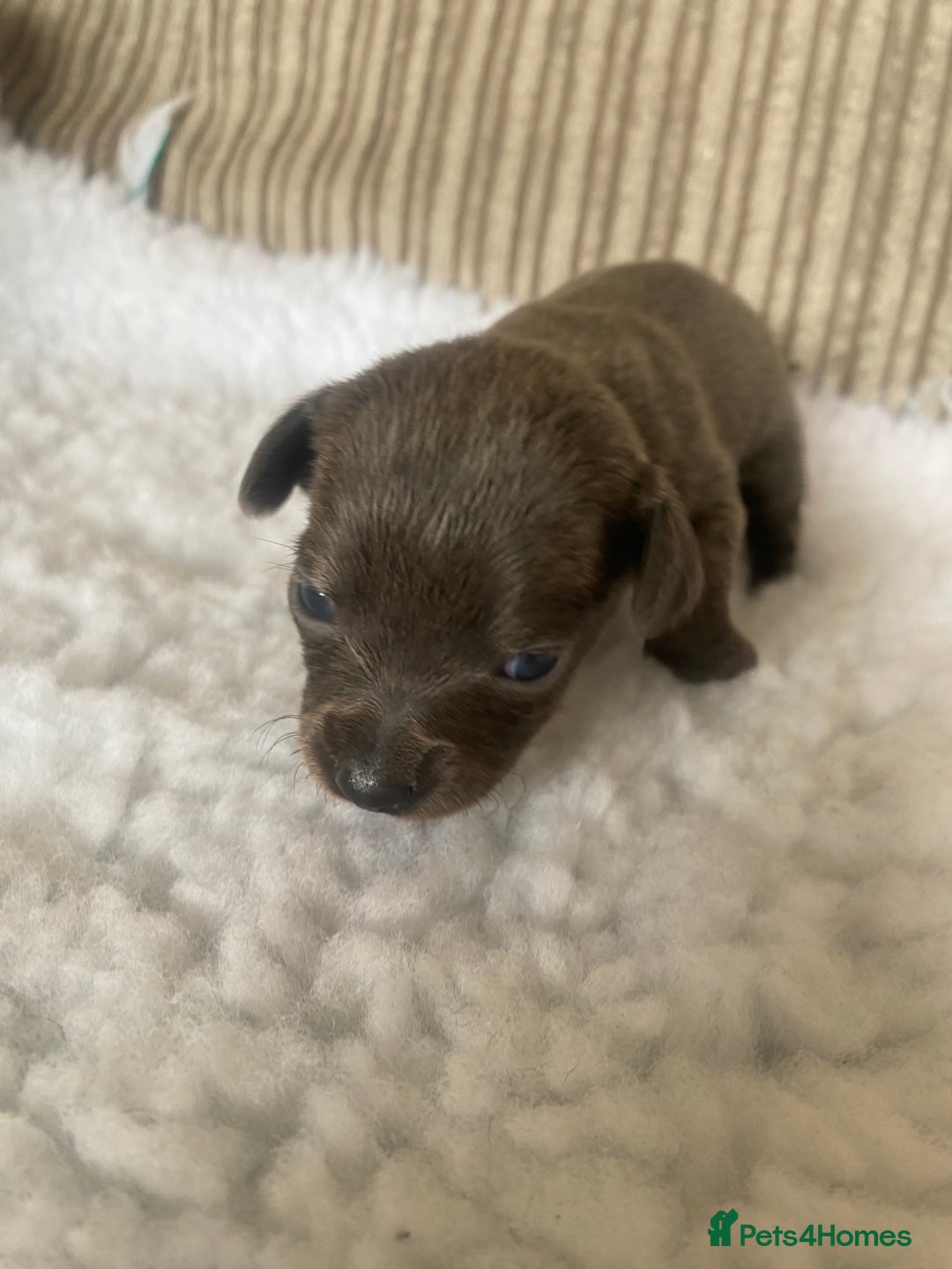 Mixed Breed dogs for sale: Tiny chiweenie puppy’s  - Image 16