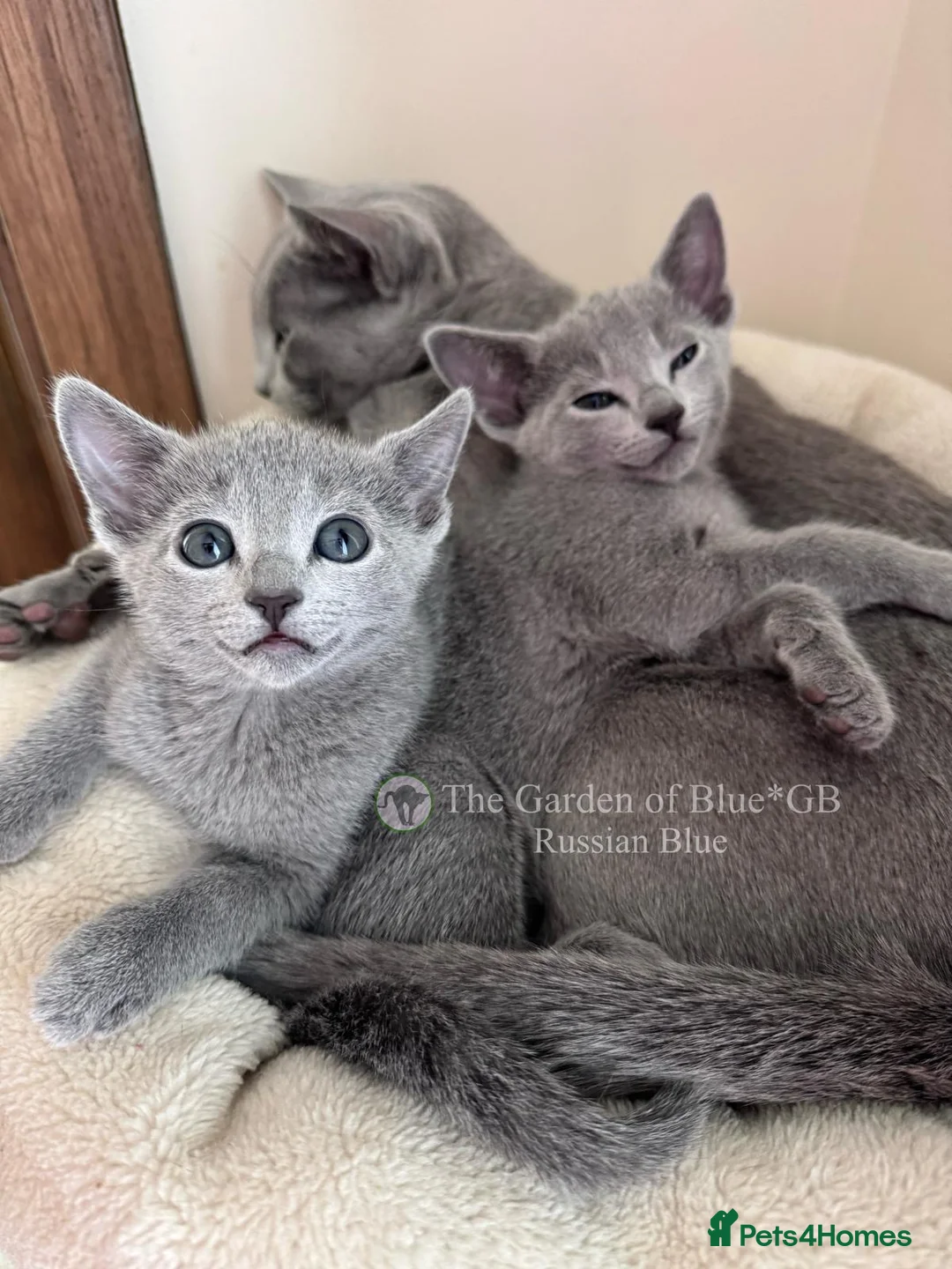 Russian Blue cats for sale: Stunning Russian Blue boy kitten  - Advert 2