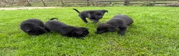 Labrador Retriever dogs for sale: Vaccinated Lab x collies - Advert 4