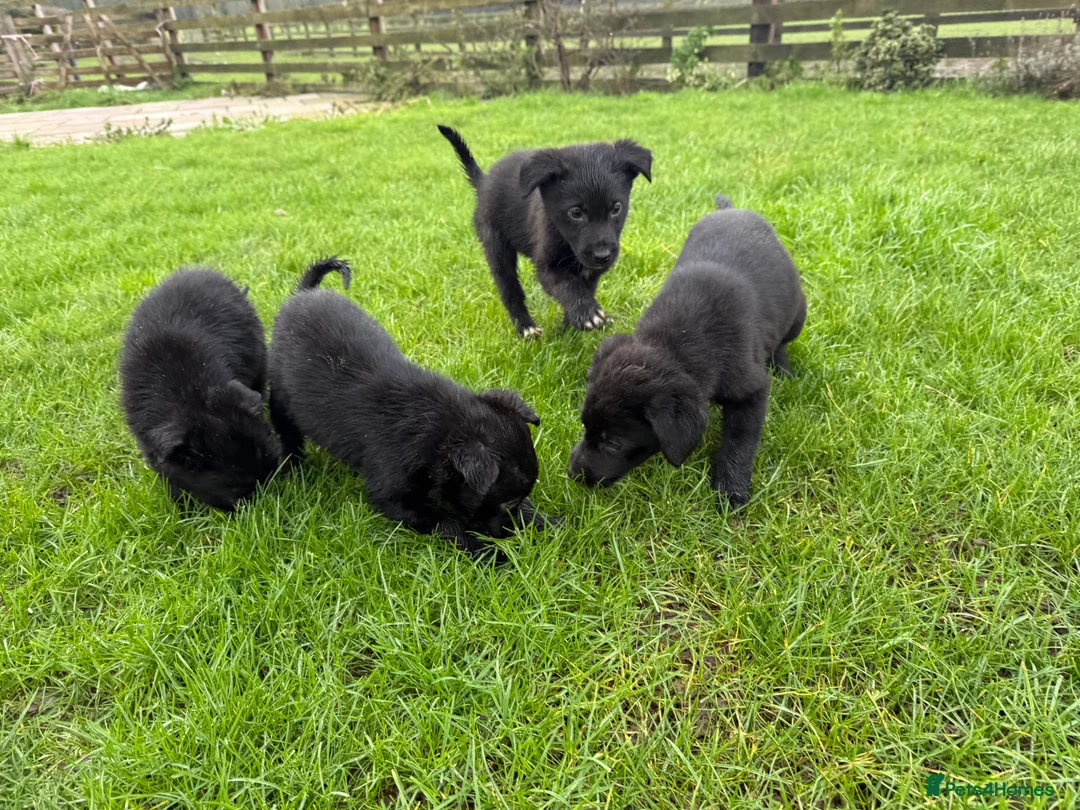 Labrador Retriever dogs for sale: Vaccinated Lab x collies - Advert 4